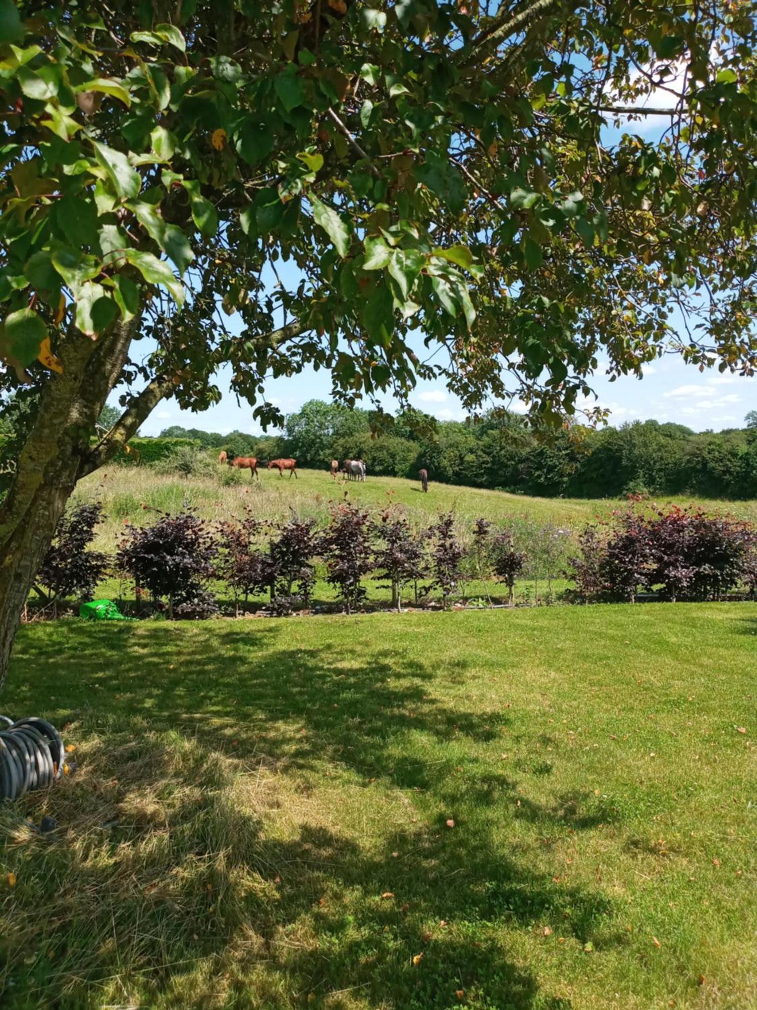 شقة Suzies Self Catering Belmont Belmont  الغرفة الصورة